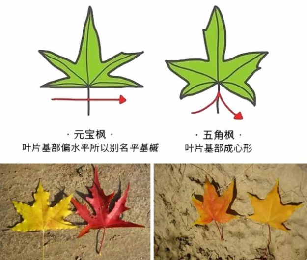 元宝枫和五角枫的叶子区别